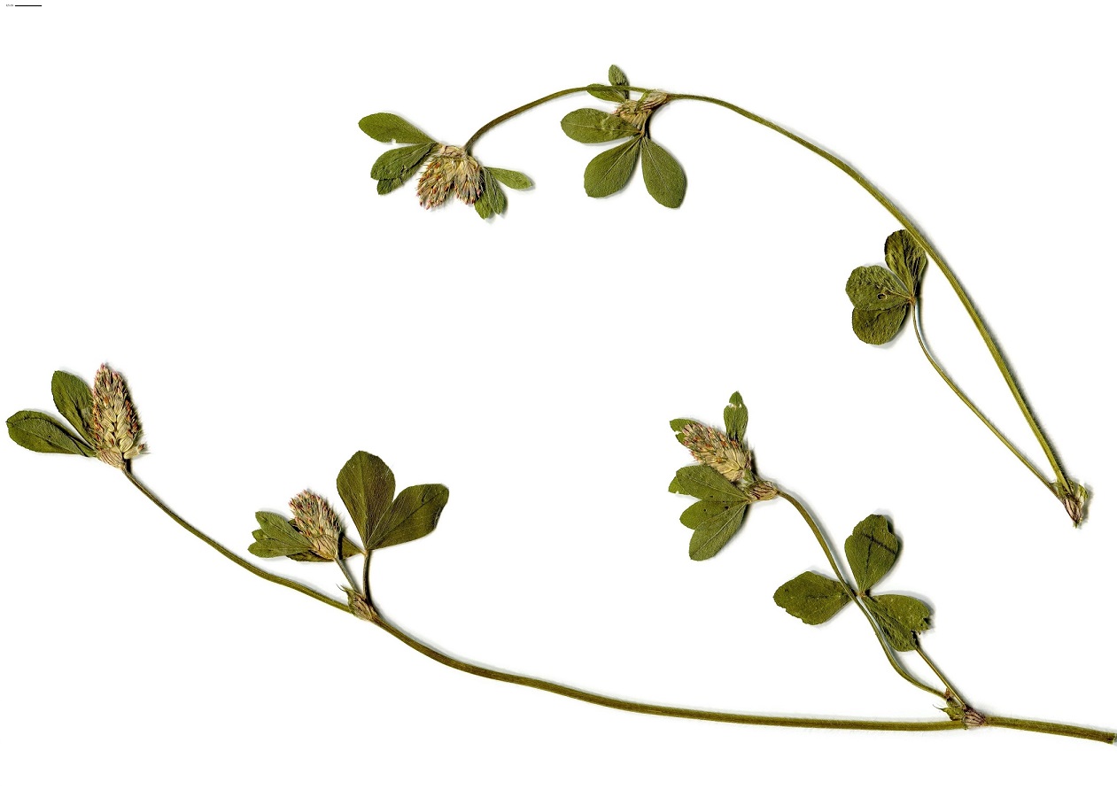 Trifolium striatum (Fabaceae)